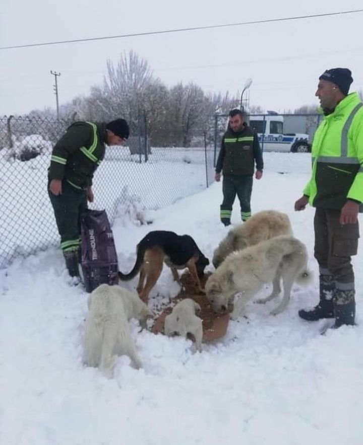 Bor Belediyesi sokak hayvanlarını unutmadı